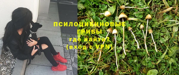 индика Алзамай